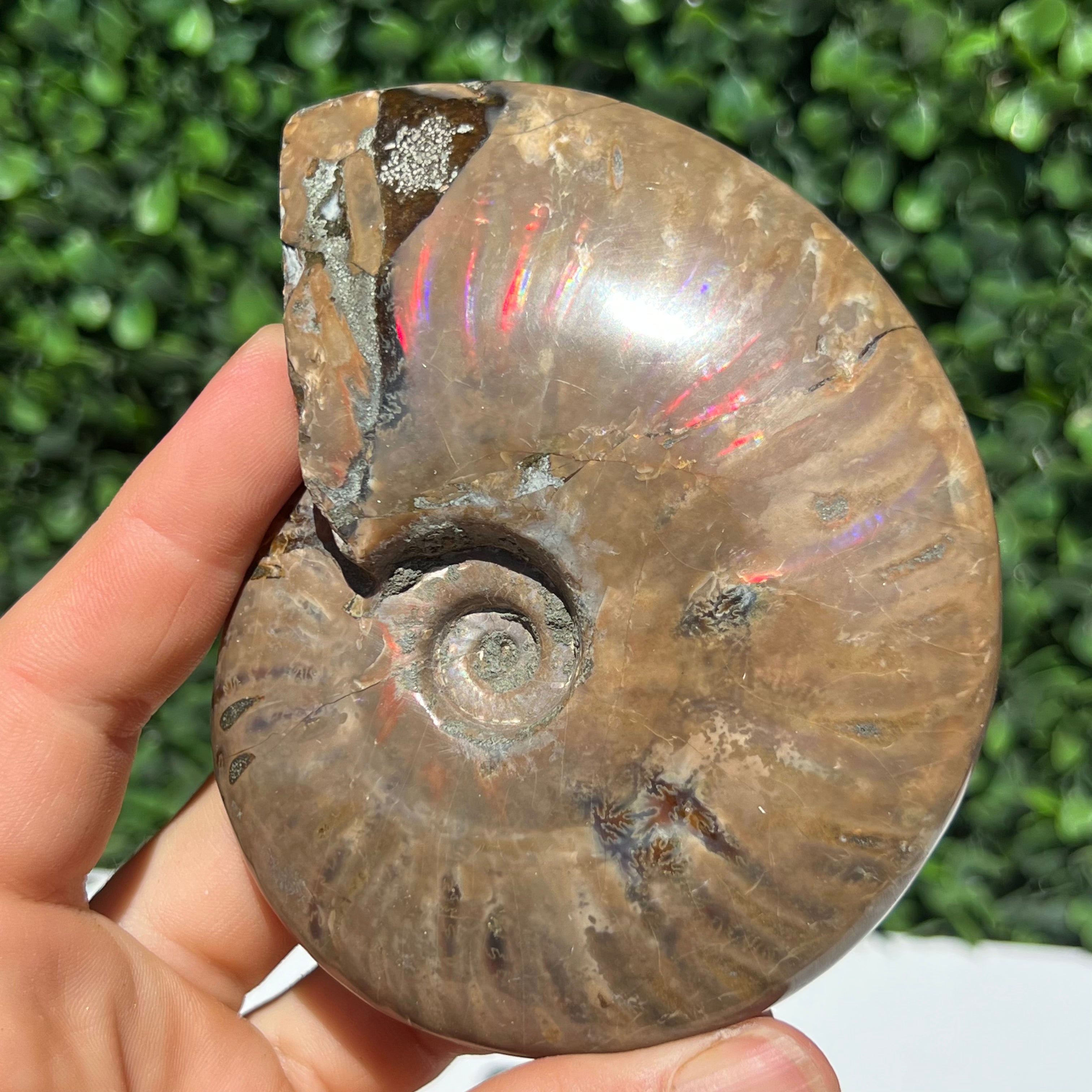 Ammonite Shell – The Crystal Society Pty Ltd