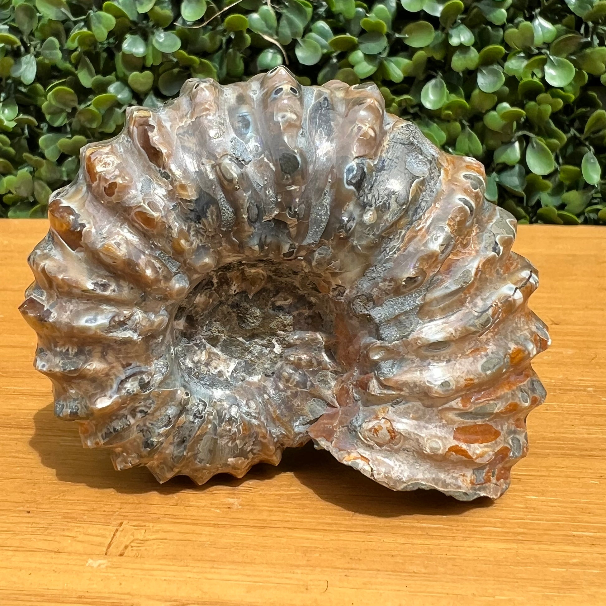 Nautilus Fossil Shell – The Crystal Society Pty Ltd