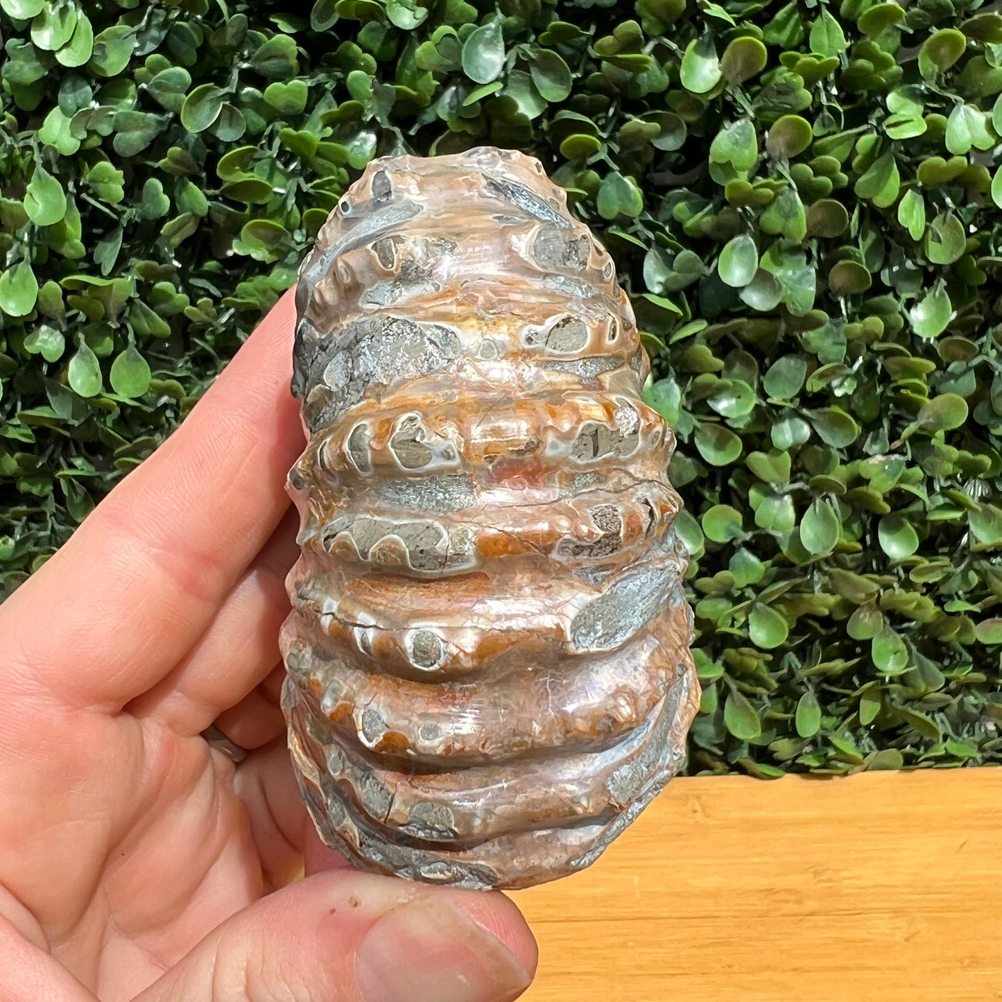 Nautilus Fossil Shell