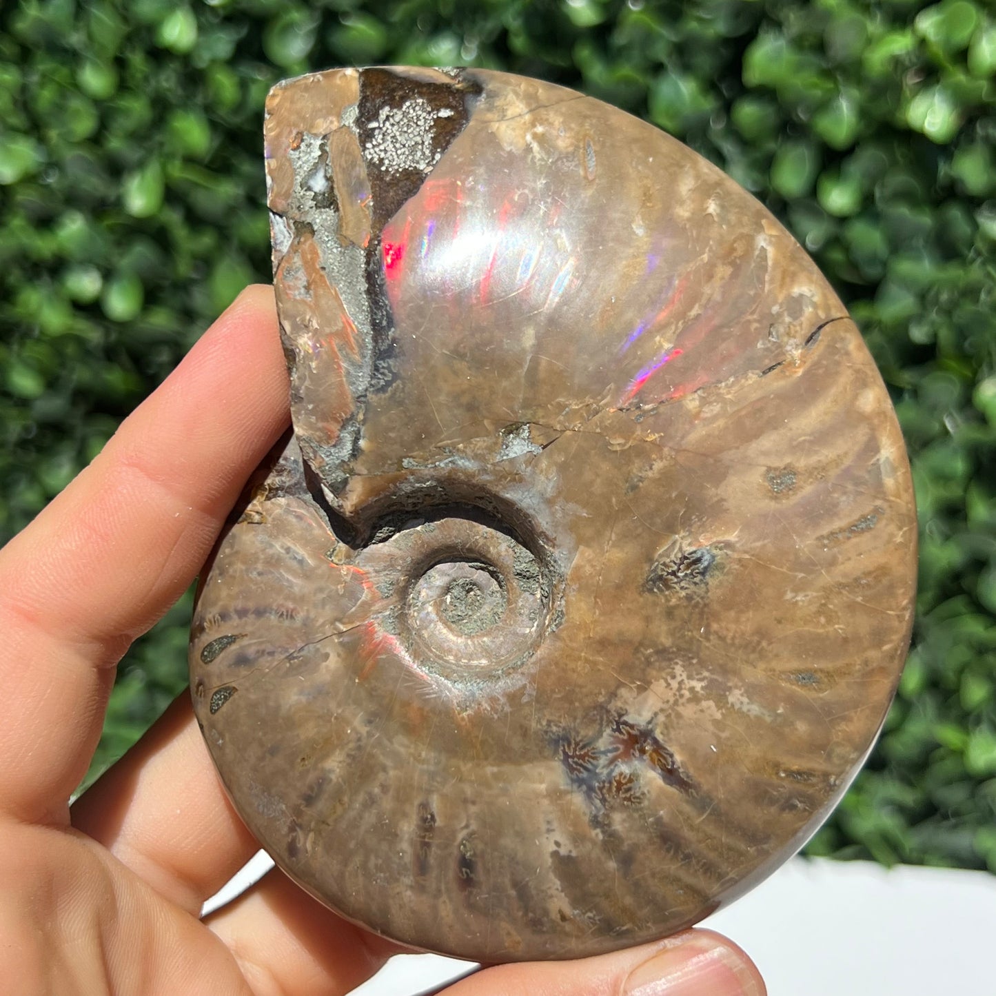 Ammonite Shell