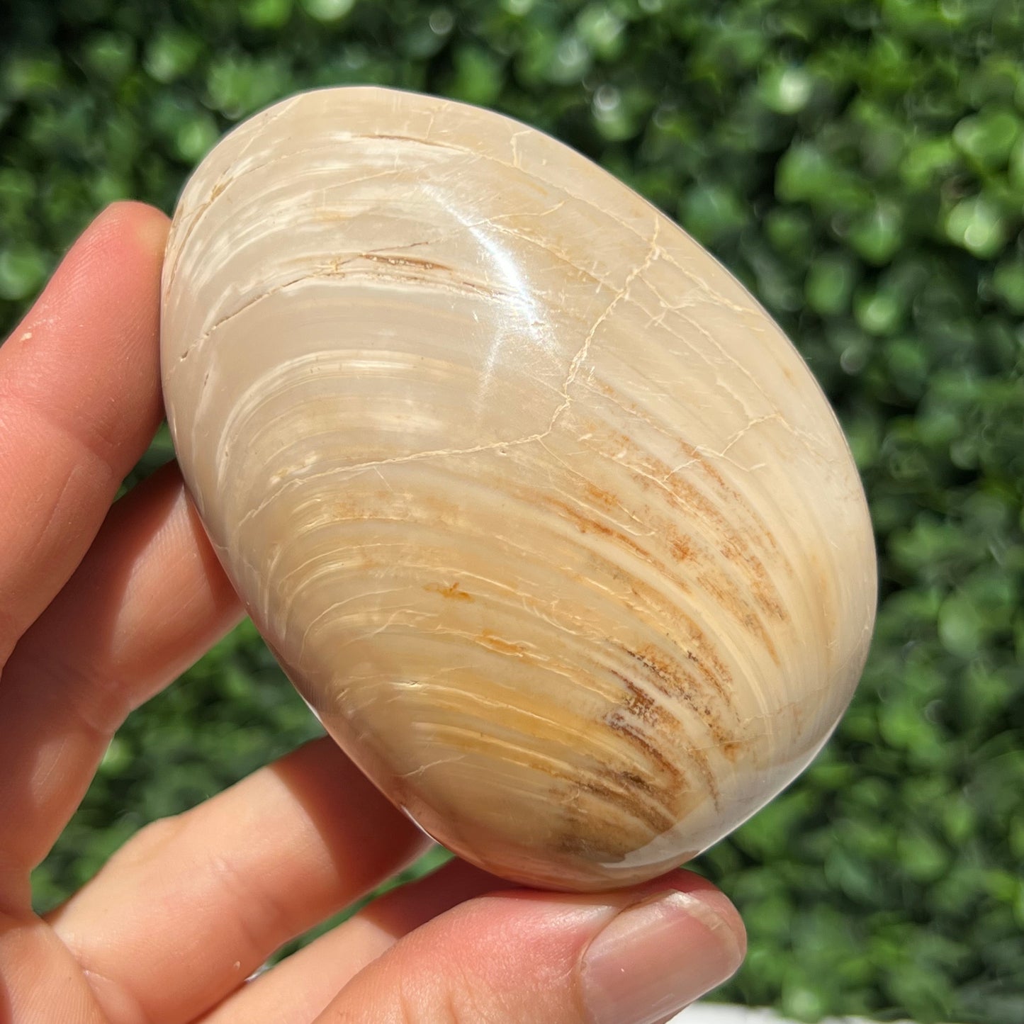 Fossilised Clam Shell
