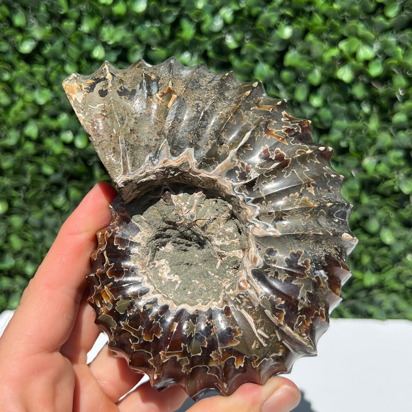 Nautilus Fossil Shell