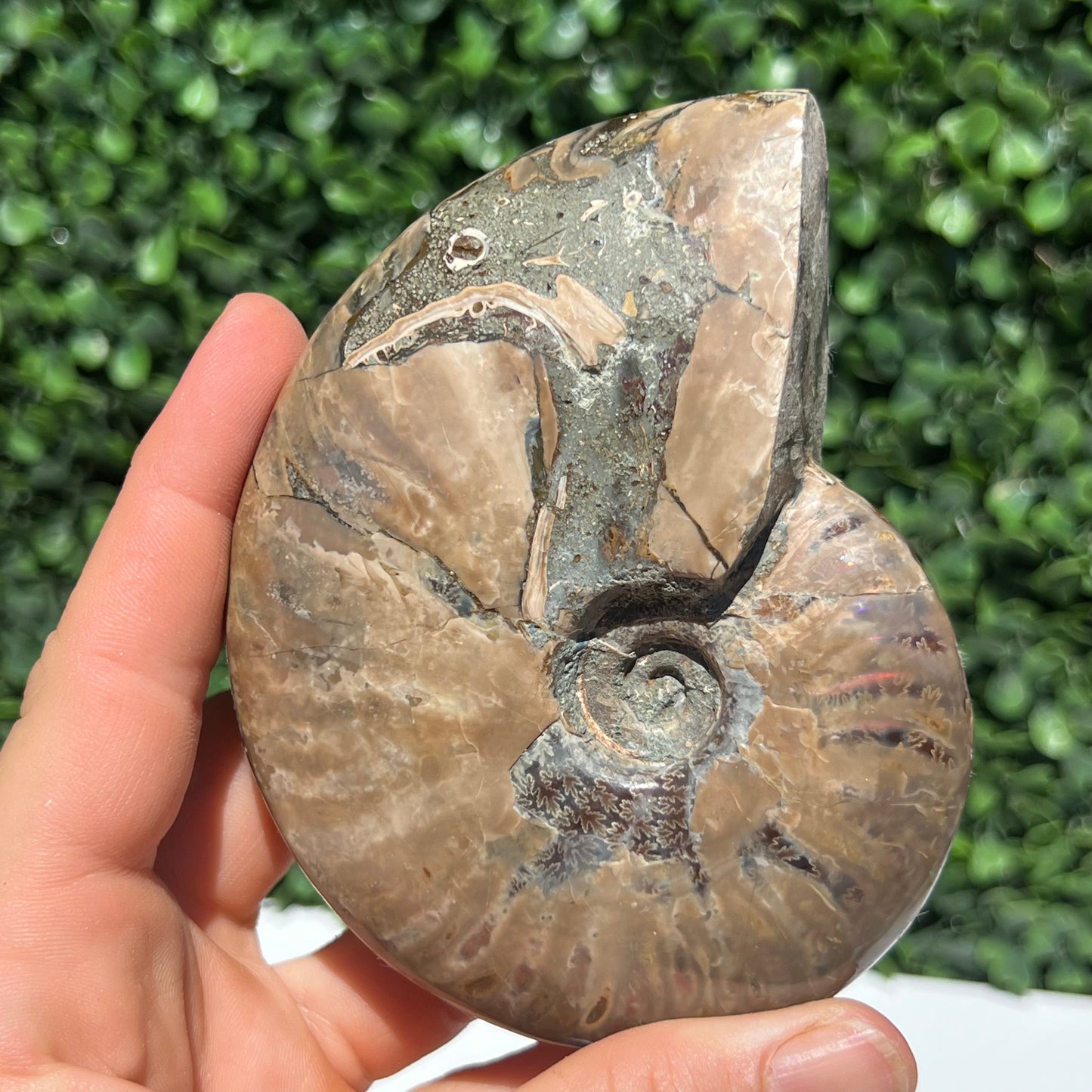 Ammonite Shell