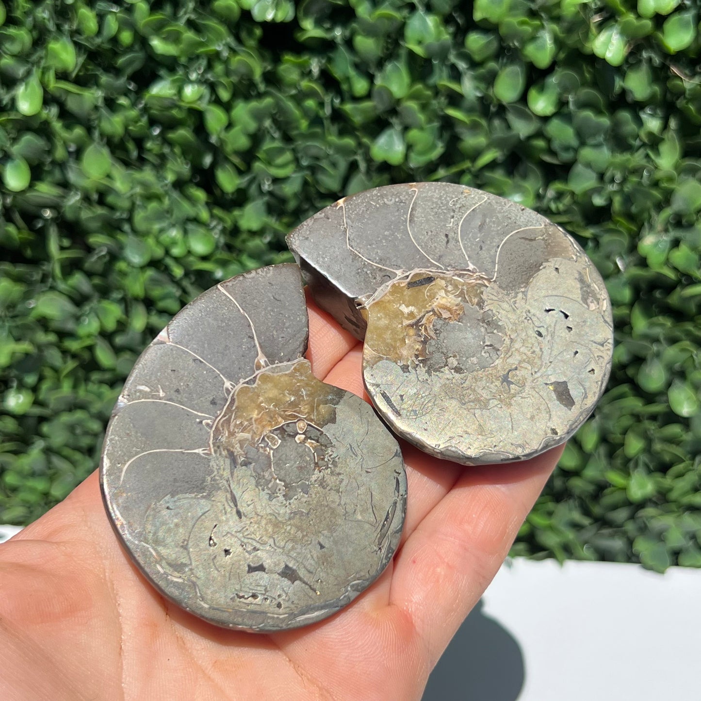 Pyrite Ammonite Shell Pair